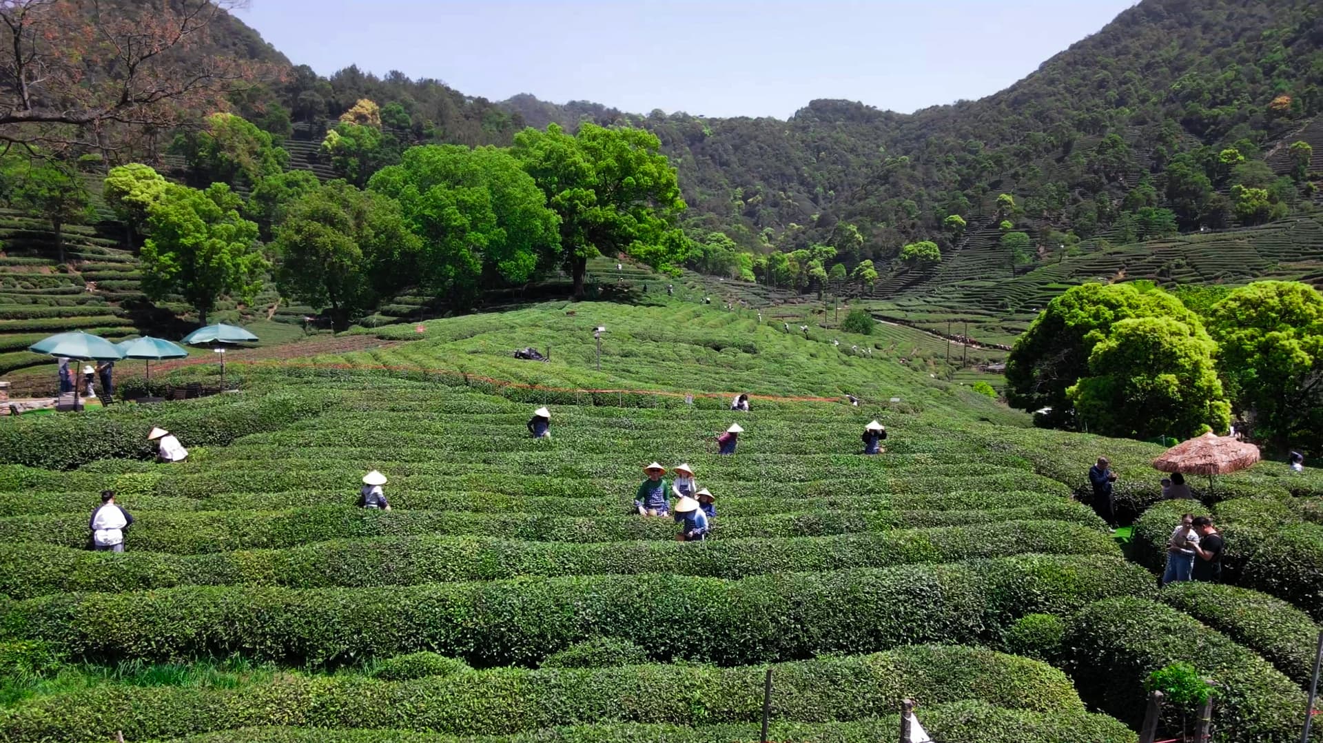 Чайные плантации Ханчжоу: полное погружение в культуру чая