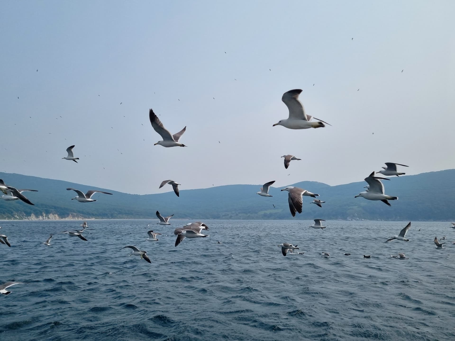 Морское путешествие во Владивостоке + обед от шеф-повара