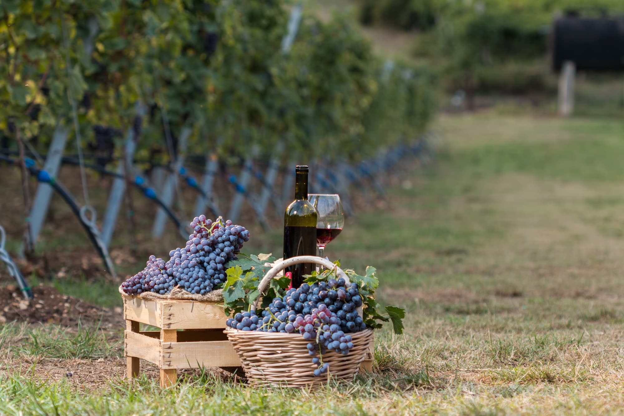 Эногастрономическое путешествие: секреты Amarone