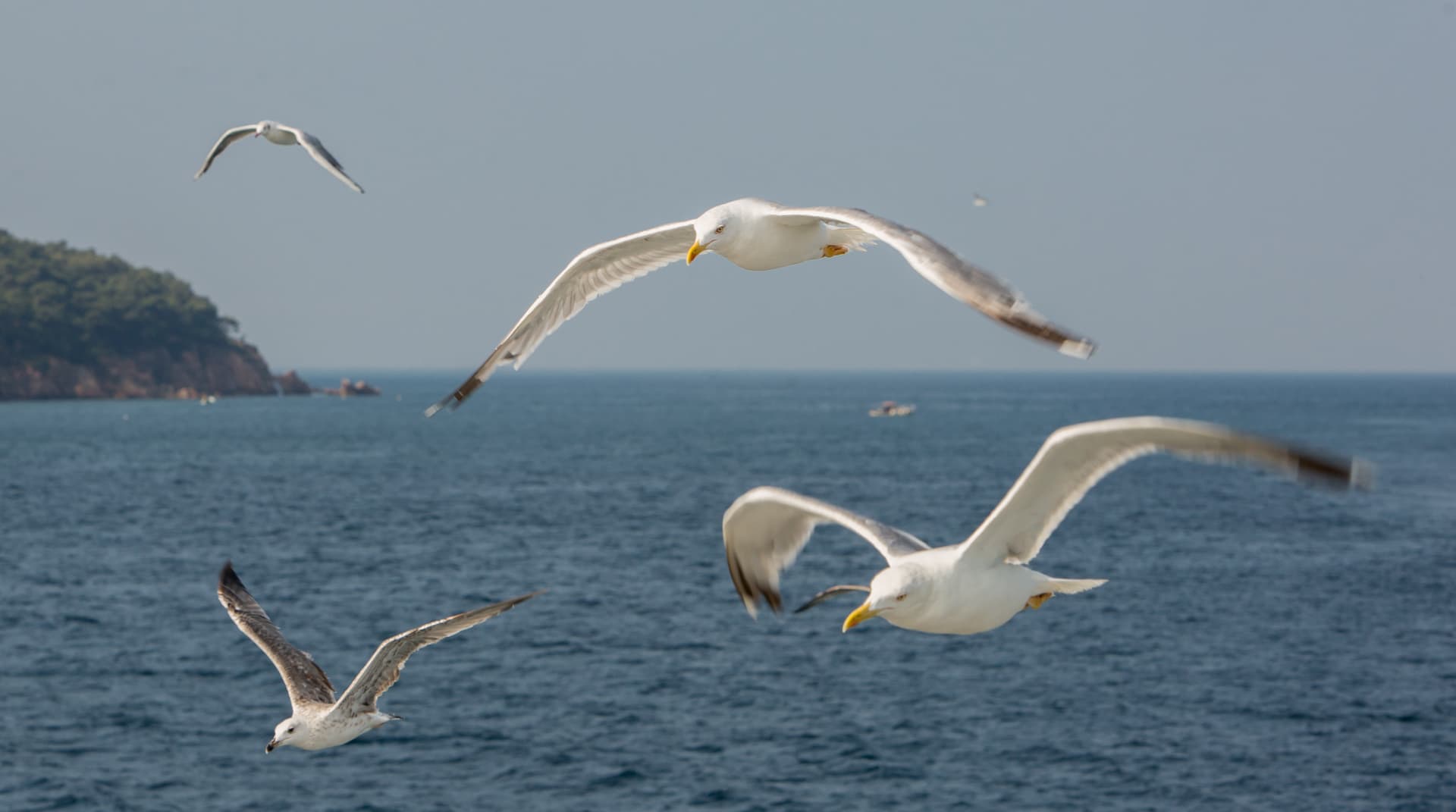 Прогулка под парусом на Каспийском море