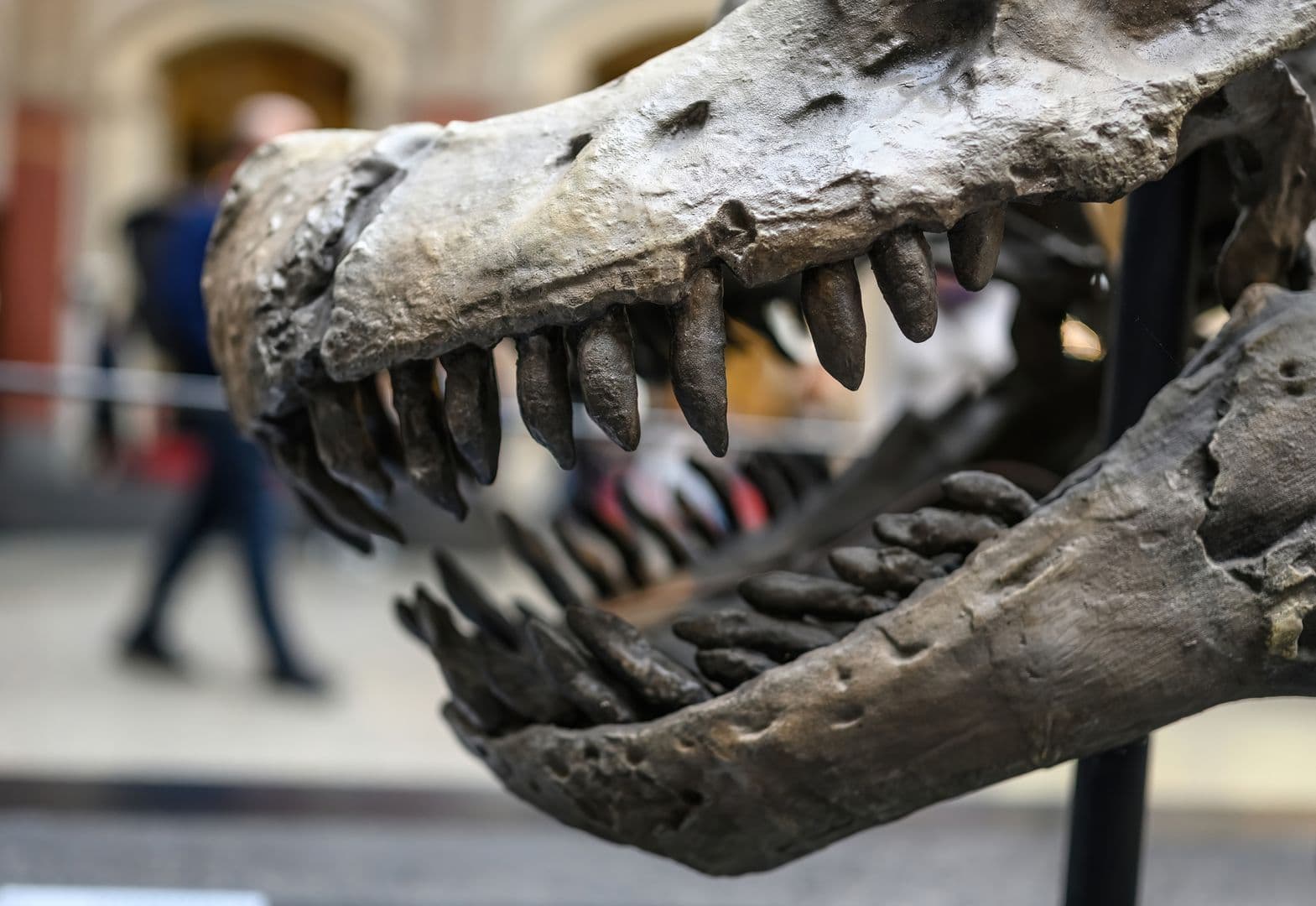 Entrada al Museo de Historia Natural de Berlín y audioguía en la aplicación: Dinos, Tierra y Espacio