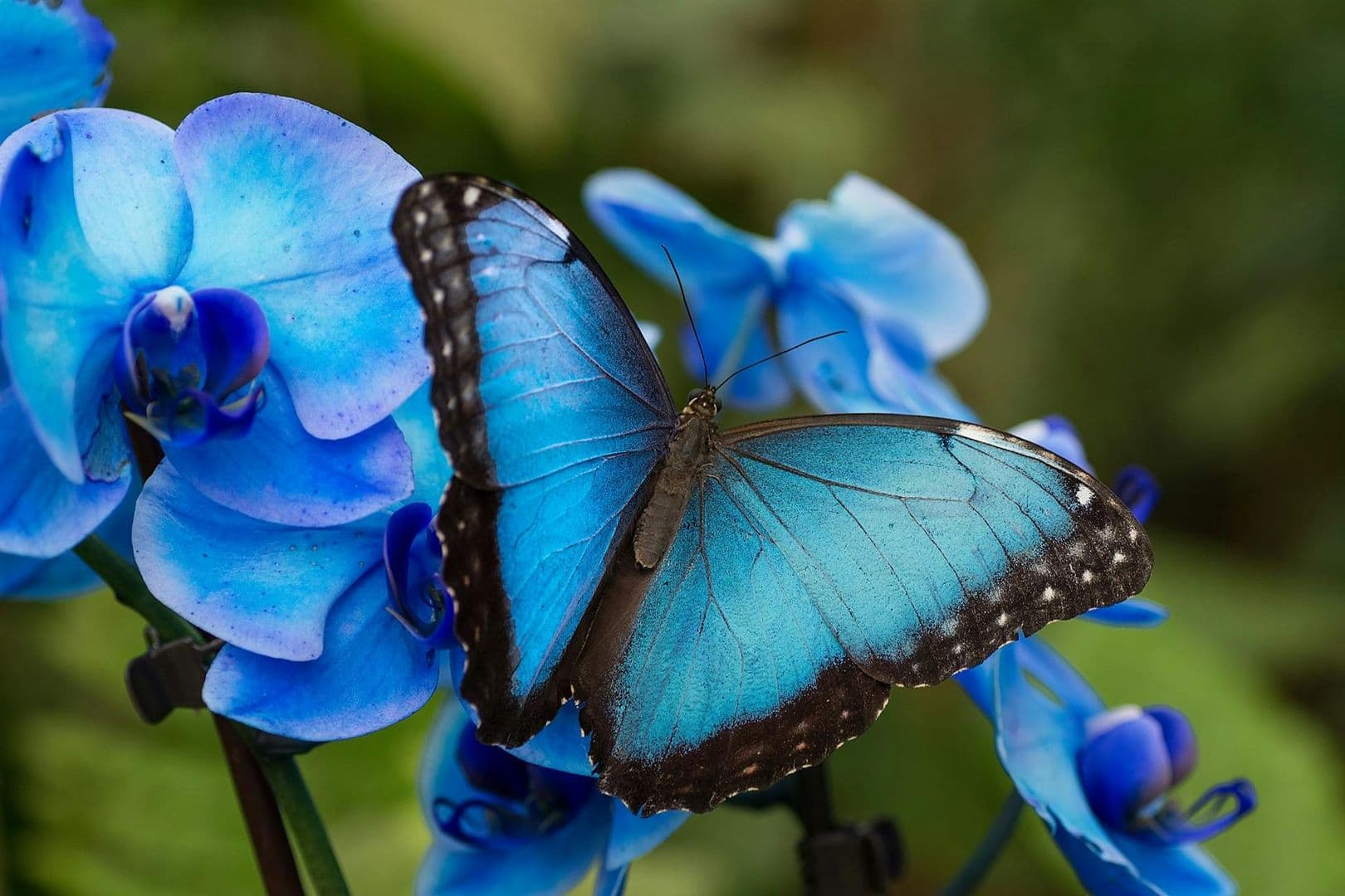 Benalmadena Butterfly Park: Entry Ticket