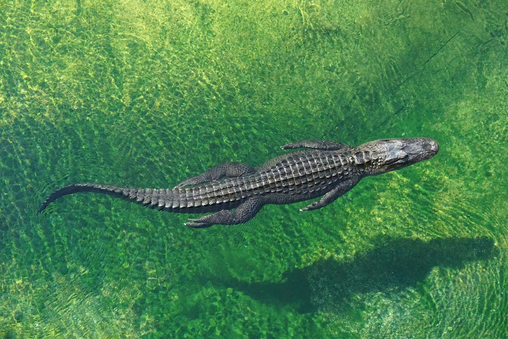 Everglades: 40-Minute Airboat Ride & Animal Sanctuary Admission