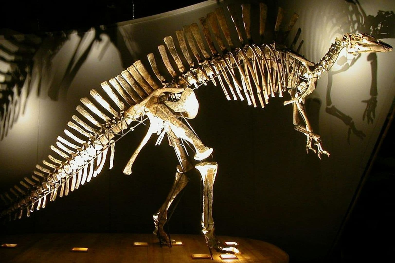 Natural History Museum (Museo di Storia Naturale): Entry ticket