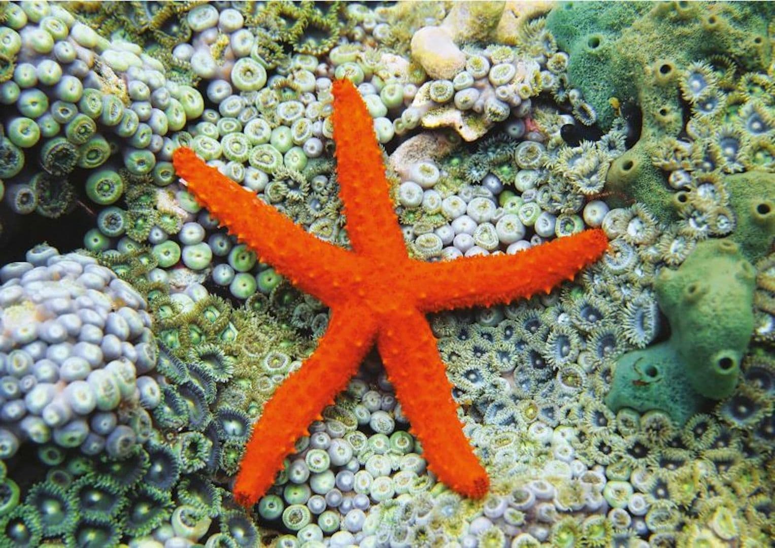 Aquarium of Cattolica: Entry Ticket + Lunch