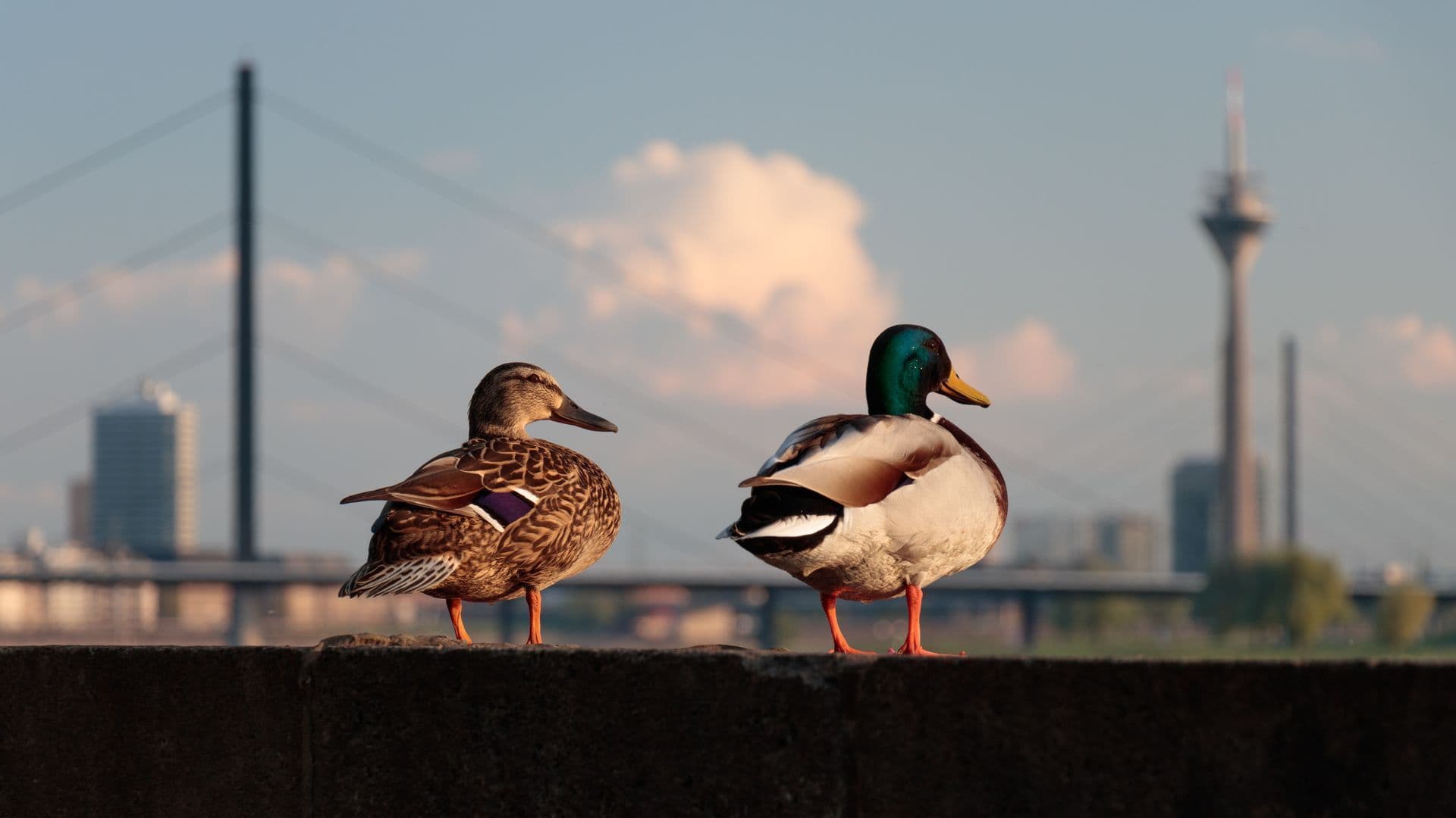 The Best of Düsseldorf: Explore All Must-See Sights!